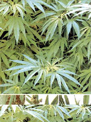 上越 最近よく聞く大麻ってなんだろう - 新潟県ホームページ