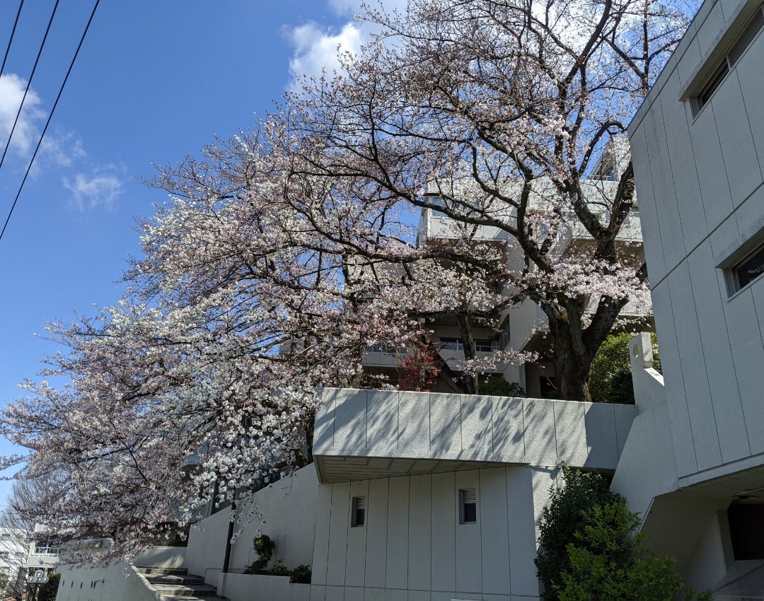 SUUMO 東急ドエル桜台ビレジ 神奈川県横浜市青葉区桜台 青葉台駅の賃貸・部屋探し情報 100446023989賃貸マンション・賃貸アパート