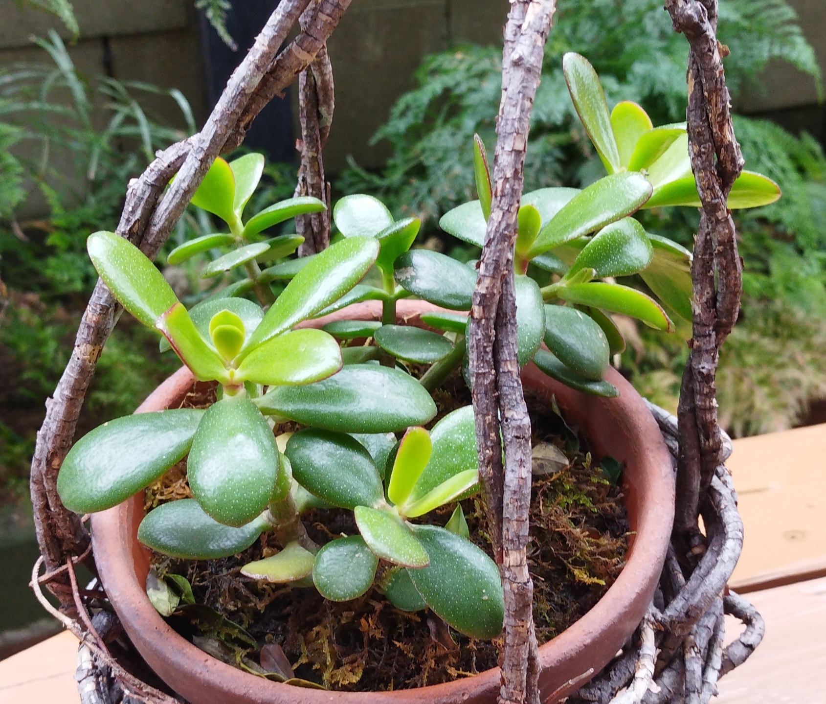 メルカリで金のなる木の切り苗を購入！ズボラ管理でも大丈夫？DIY熱が冷めやらぬ