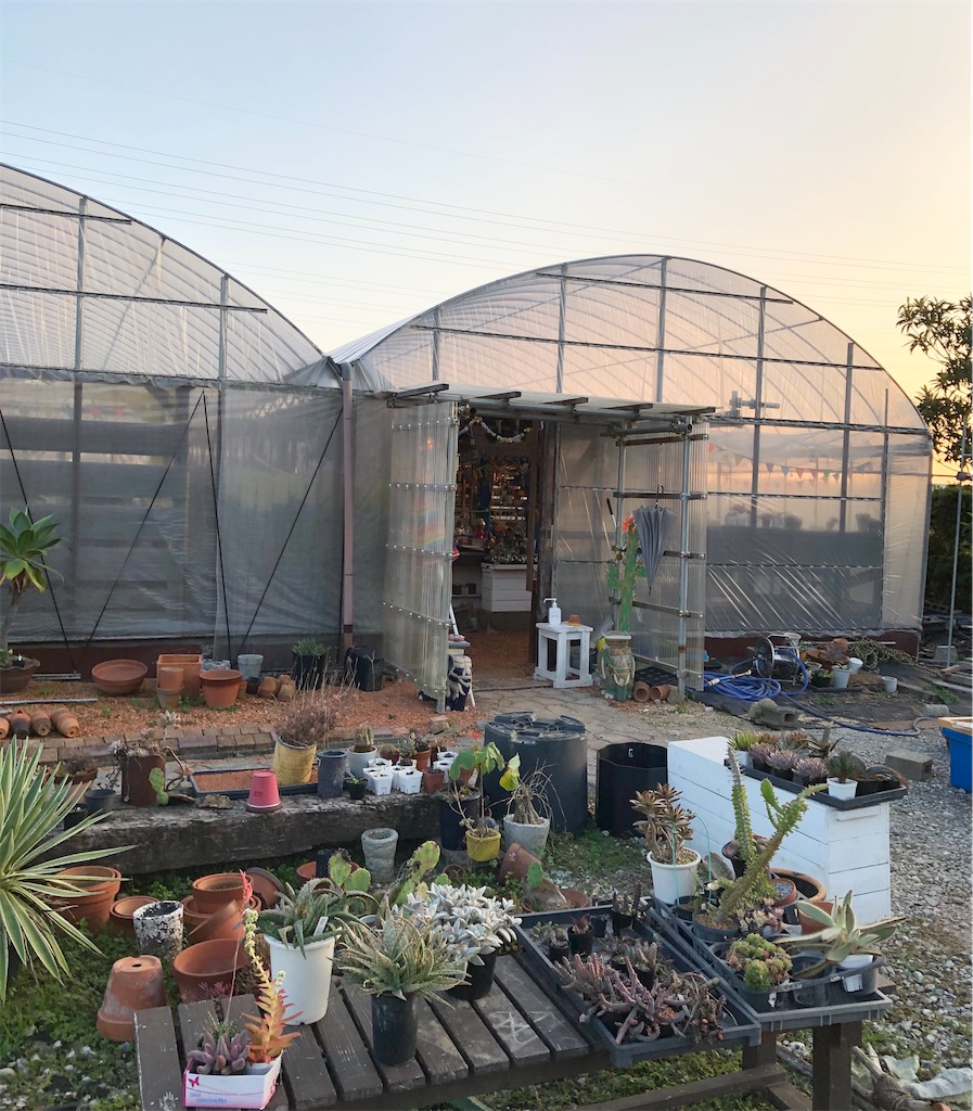 新年セール！アガベロックロウルサンコ札付きG69