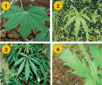 🪷ミテラ👩🏻‍🦳135 on X: 