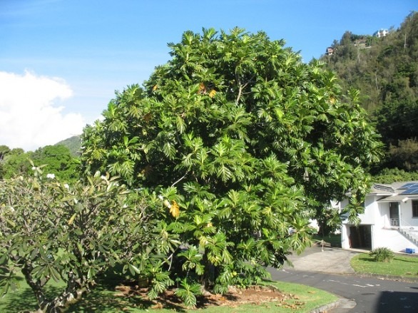 ガスペリーニ ジェノア戦術 3バックはサイドが強い＊ 紅きダニューブ