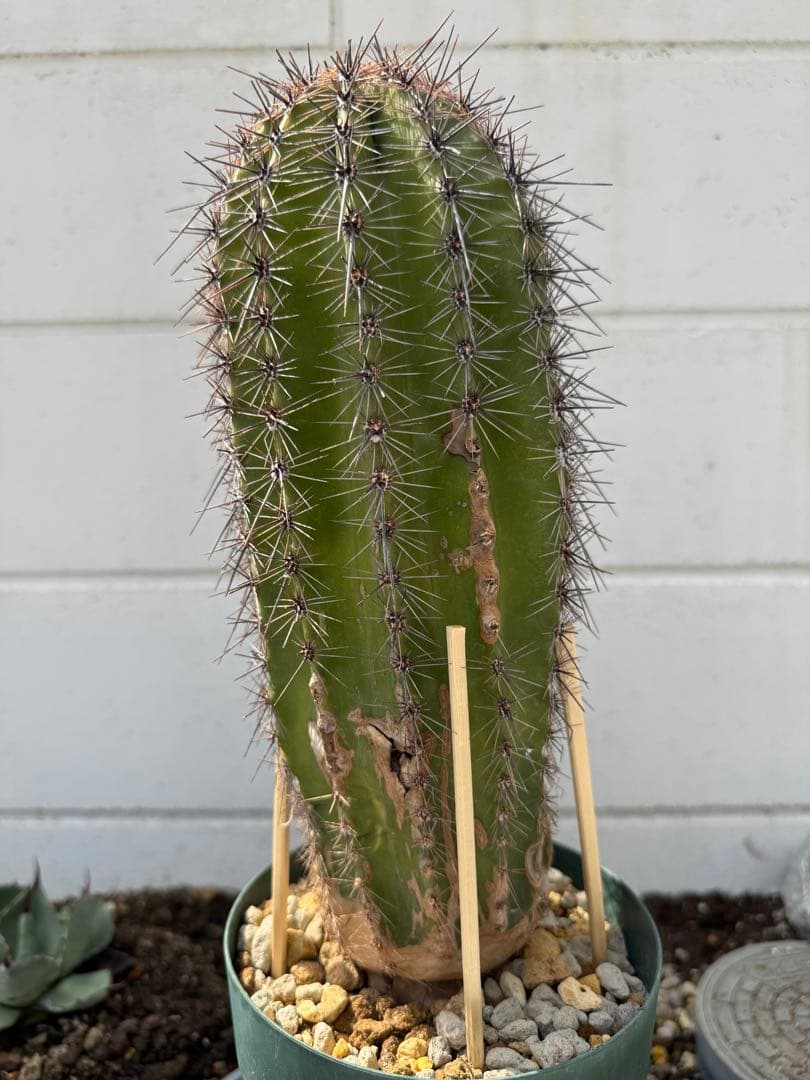 楽天市場 観葉植物 サボテン：弁慶柱べんけいちゅう5号鉢植え : 園芸ネット プラス