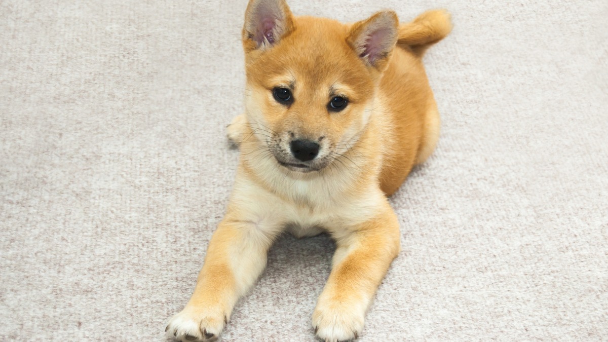 ヨガでよく聞く五体投地 ごたいとうち とは？仏教における最上級の礼拝方法を解説お墓きわめびとの会