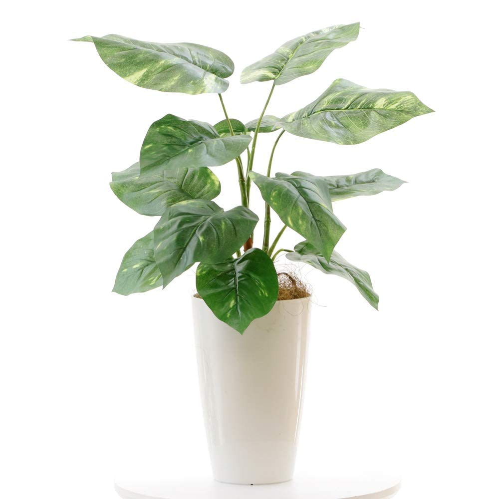 Amazon公式造花ドットコム国内製造品銀 酸化チタン 光触媒フェイクグリーン「モンステラ 葉12枚 高さ50～60cm 幅45cm奥行40cm」白丸ポットとヤシの繊維付 92451造花 オンライン通販