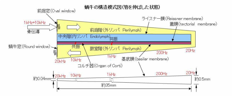耳の構造 - Eyes, JAPAN Blog