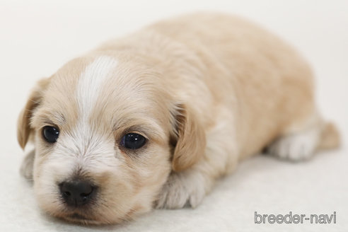 東海のマルックス マルチーズ×ダックス の子犬を価格や特徴で探すペットショップ探すならペットミ