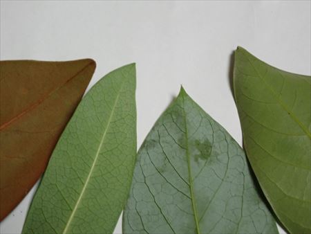 上越 最近よく聞く大麻ってなんだろう - 新潟県ホームページ