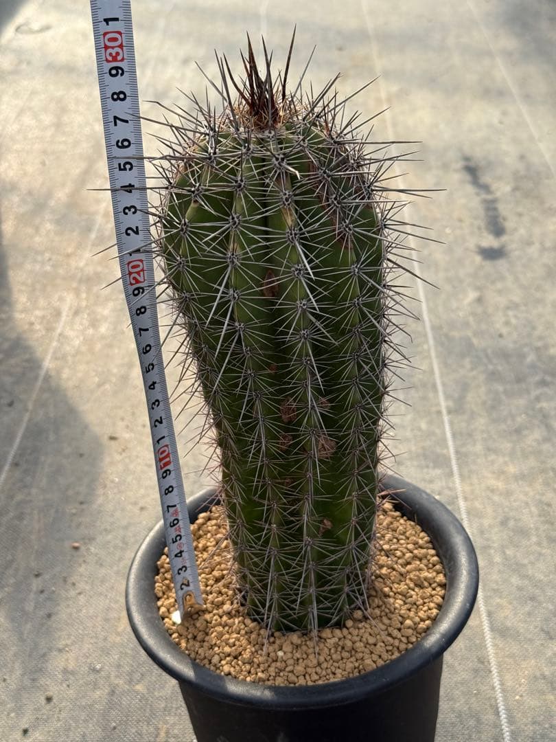 柱サボテン 弁慶柱 幹太