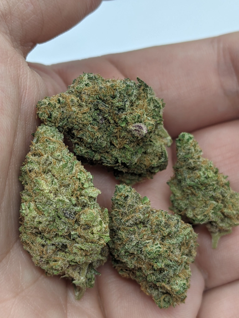 Royal Queen Seeds 大麻種子 ロイヤル ゴリラ 雌性 - 個数: 5個