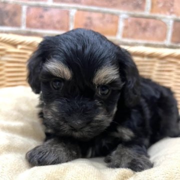 マルックス マルチーズ×ダックス ミックス犬～成犬の見た目や大きさ、子犬の価格ミックス犬が好き-犬派ですがなにか