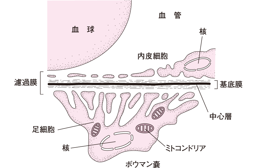 肌の土台とされる基底膜のケアに有効？メリロートの効果を紹介美容成分ラボ三省製薬株式会社