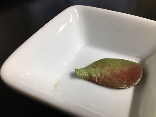 金のなる木２つの方法で簡単増やし方 How to Propagate Jade Plant From Branch And LeafCuttings 🌱