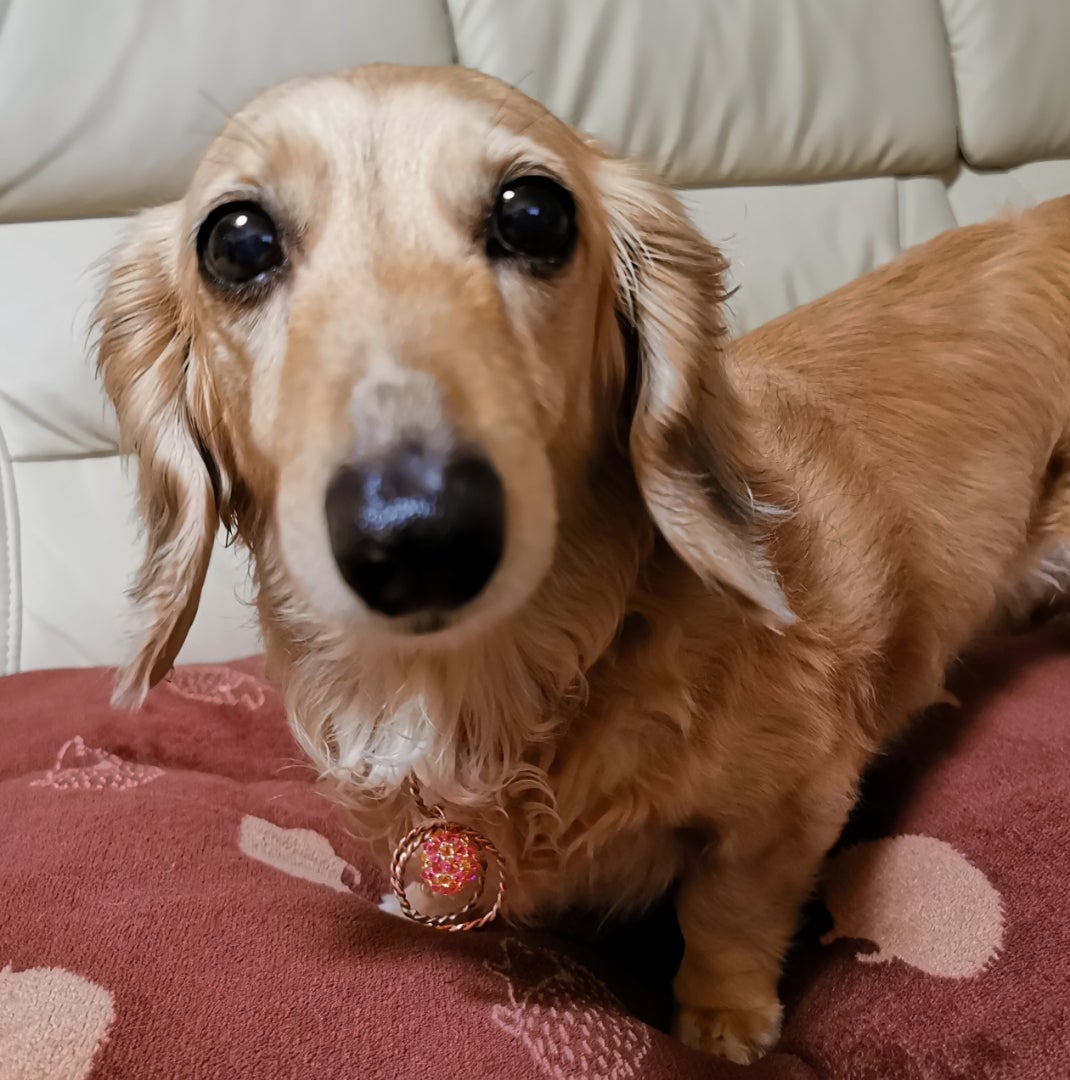 PayPayで送って」とLINEする高校生 現金とデジタルの狭間で揺れる金銭感覚 ITmediaビジネスオンライン ｄメニューニュース NTTドコモ