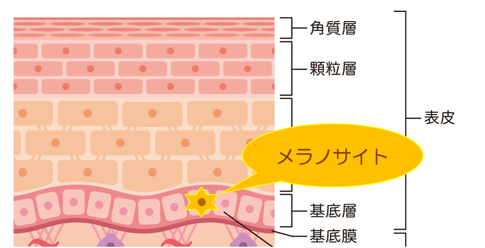 深化した『新ビーエムアクティブ理論』に注目！ きれいのレシピ by セプテムプロダクツ