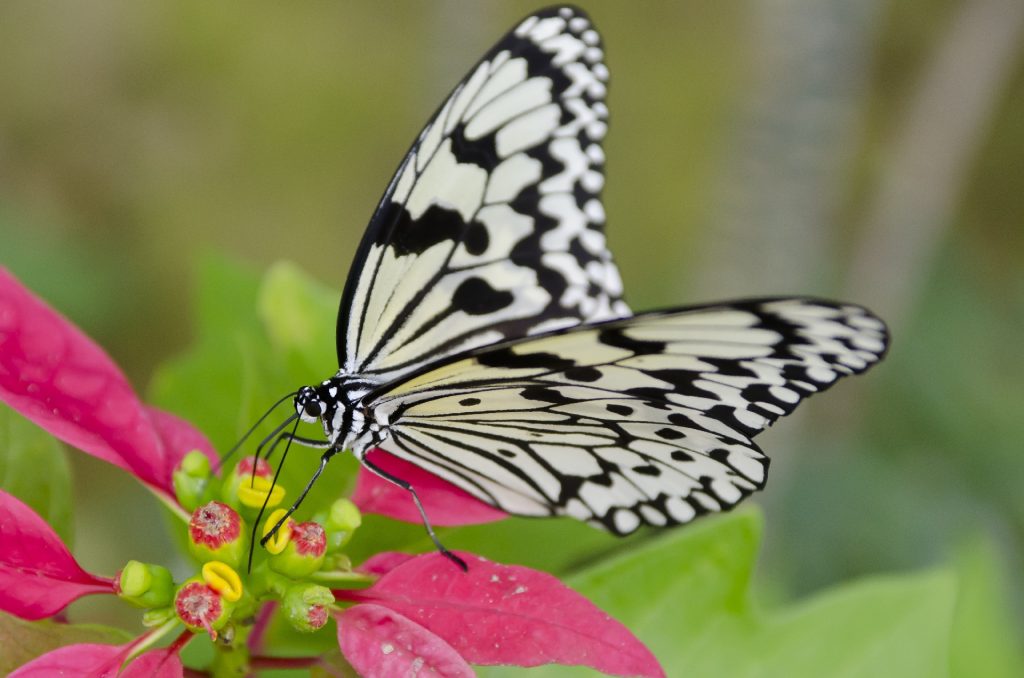 蝶々 聴覚 障害 マーク ステッカー 聴覚障害 安全運転 車用 高齢ドライバー 交通安全 煽り防止 注意喚起 : マニアックコレクション - 通販 -Yahoo!ショッピング