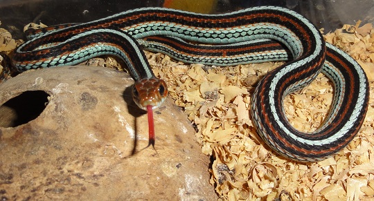 サンフランシスコガータースネーク 入荷！ ドイツCBアダルト♂個体！ 極美セレクト！最近入荷の滞っていたサンフランシスコ入りました！長期飼い込み個体でもちろんマウスOK＾＾サンフランシスコガータースネークガータースネークヘビ爬虫類