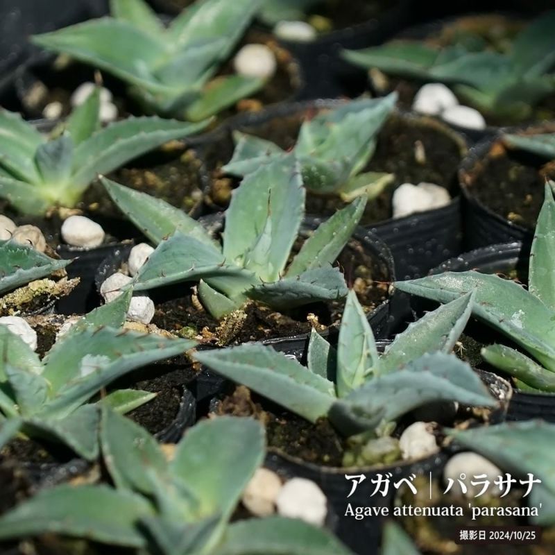 マルクからユーロへ