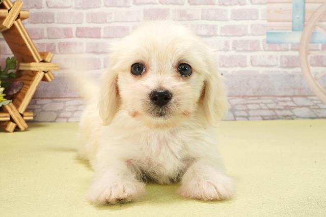 マルワンのMIX マルチーズ×ミニチュアダックスフント 一覧ペットショップ マルワン 小さめ子犬 美形な子猫 初心者安心のサポート