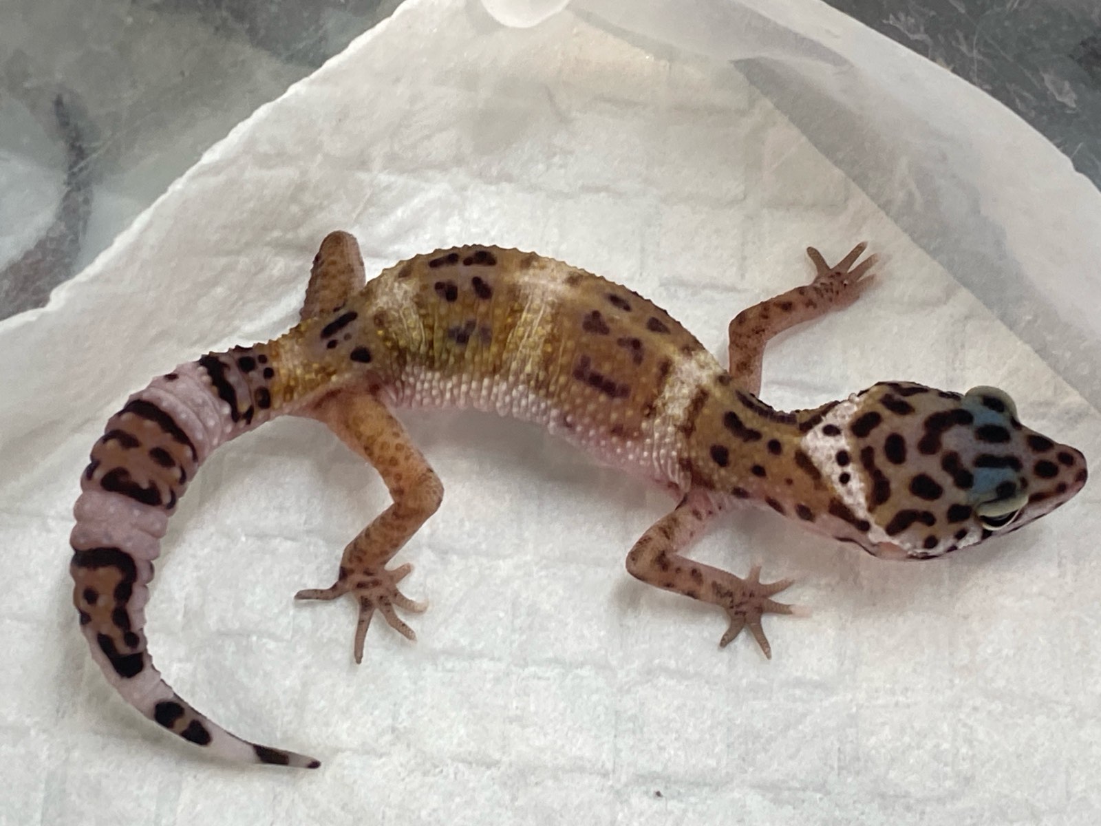 ジュラの杜 閉店on X: 