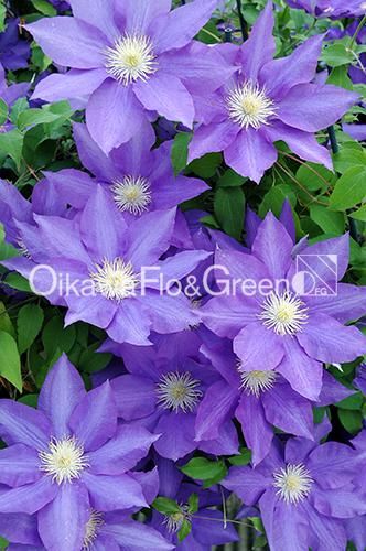 キルトスペルマ・ジョンストニイCyrtosperma johnstonii