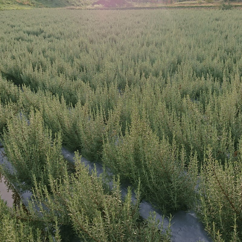 北海道東川町様 導入事例 - 体験型カタログギフト ここのこと
