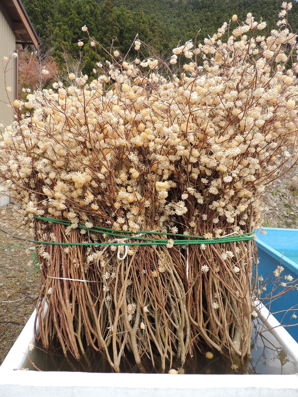 日本の新札が育つネパールの山 お金になる日が来るとは ：朝日新聞