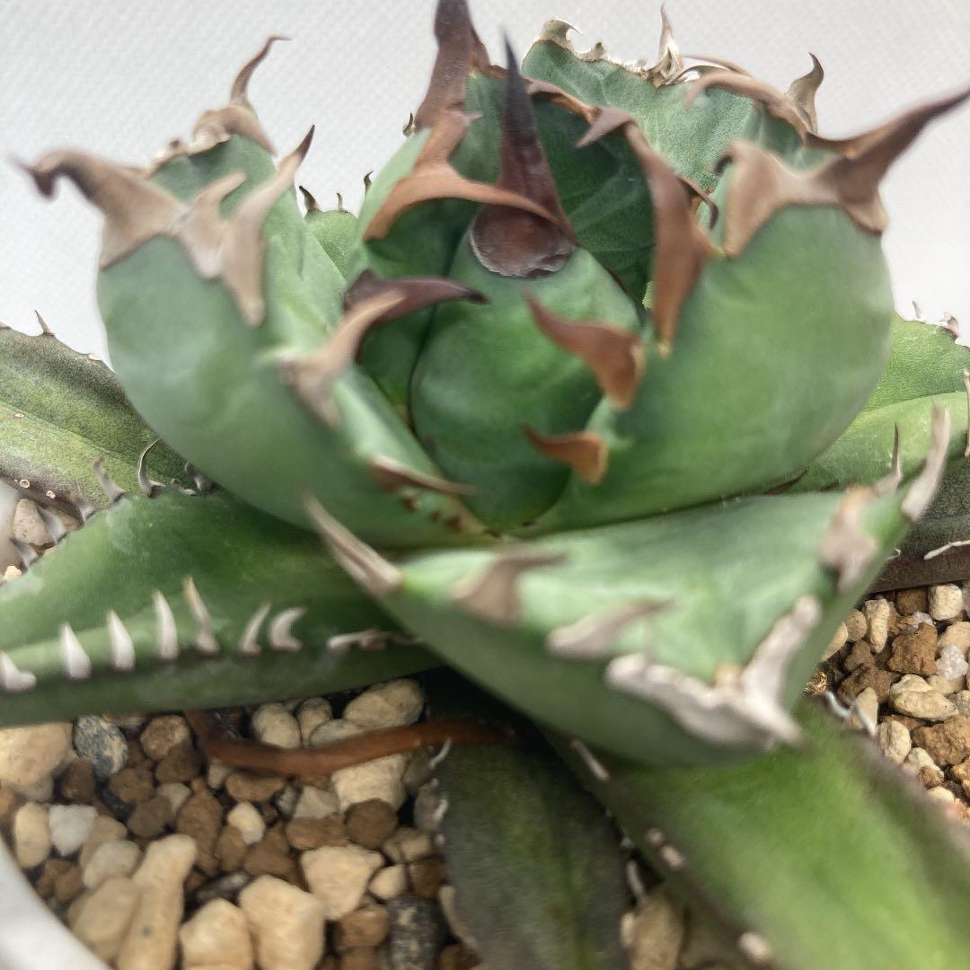 多肉植物園 ロウルサンコ@rourusanco• Instagram photos and videos