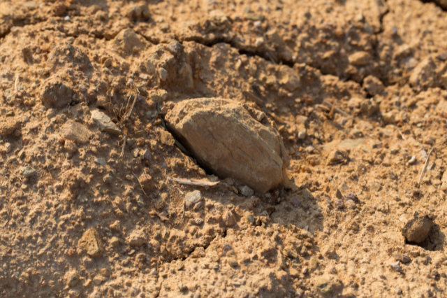 鹿沼土とは特徴や植物に合わせた使い方は？赤玉土との違いは？🍀GreenSnap グリーンスナップ