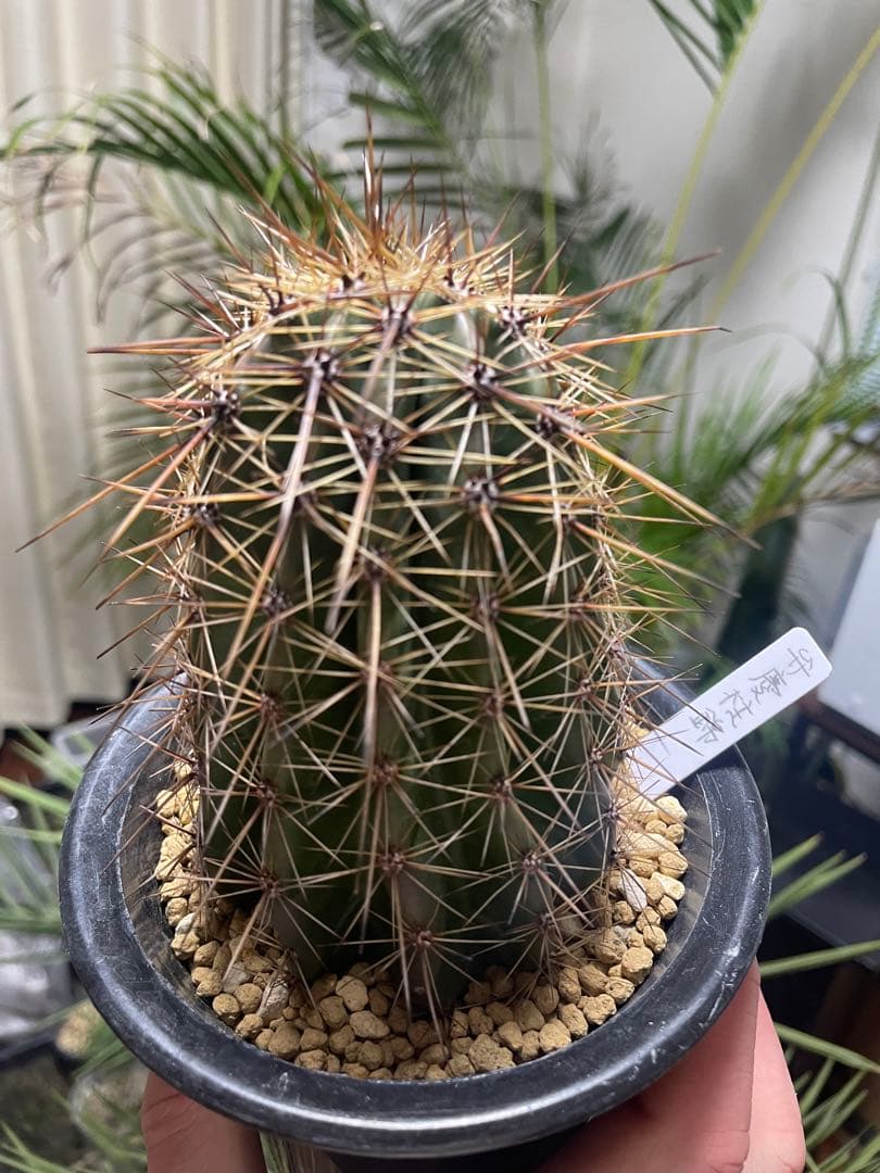 o*e様レア 弁慶柱 4株 観葉植物