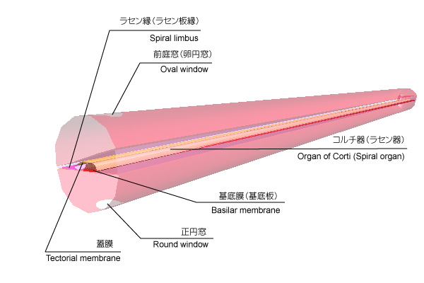 筋ジストロフィー発症のしくみKEK IMSS