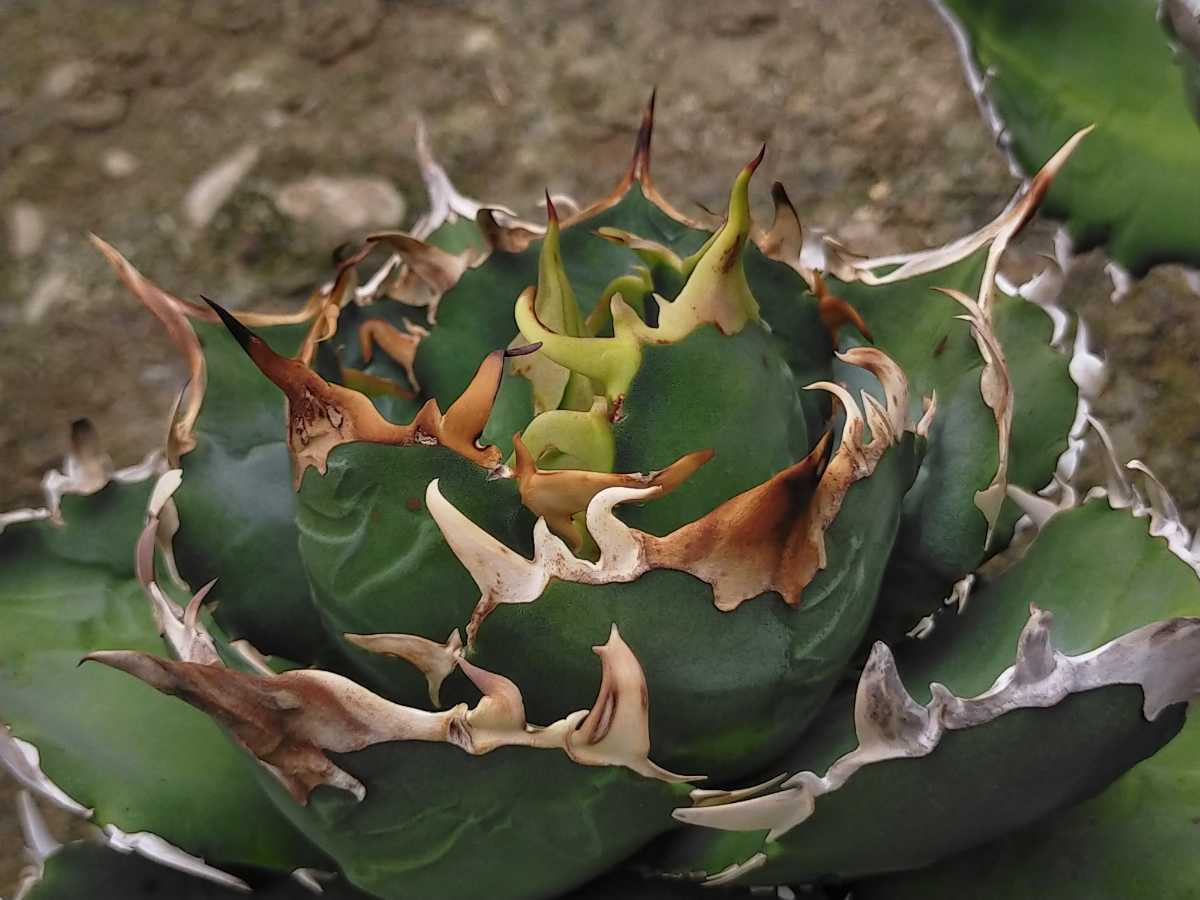 m*p様 アロエ ロウルサンコ産 観葉植物