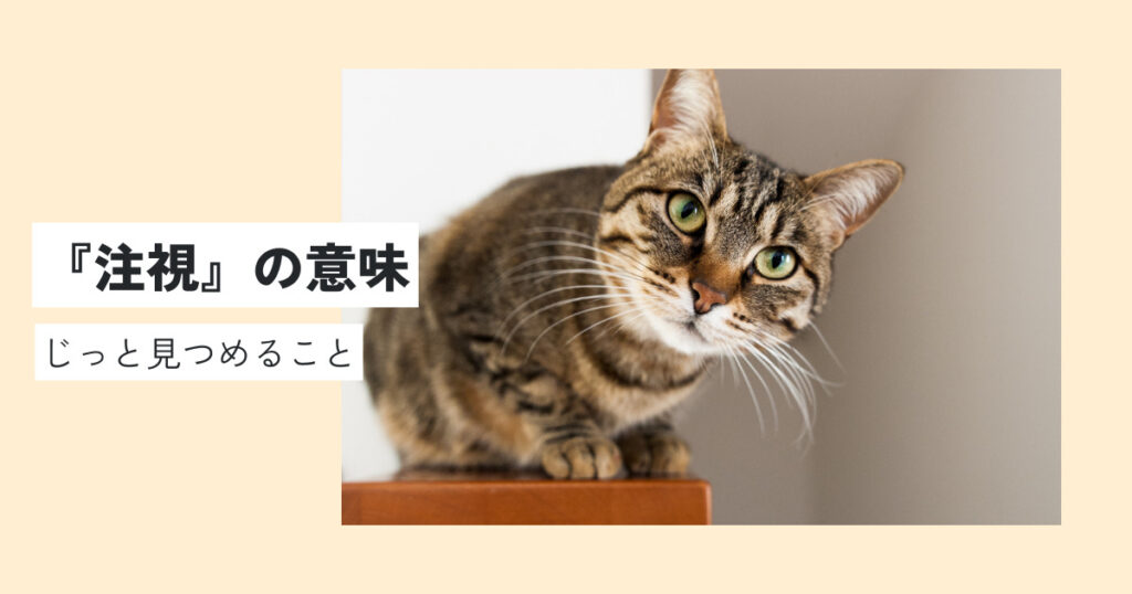 Instagram責任者に直撃 詐欺広告やクローズドSNSへの対抗策を独白：日経クロストレンド