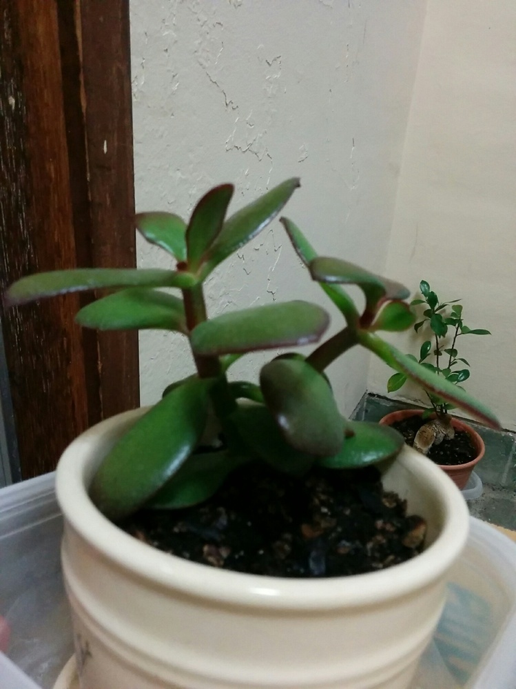 金のなる木2 金のなる木の育て方種類、増やし方