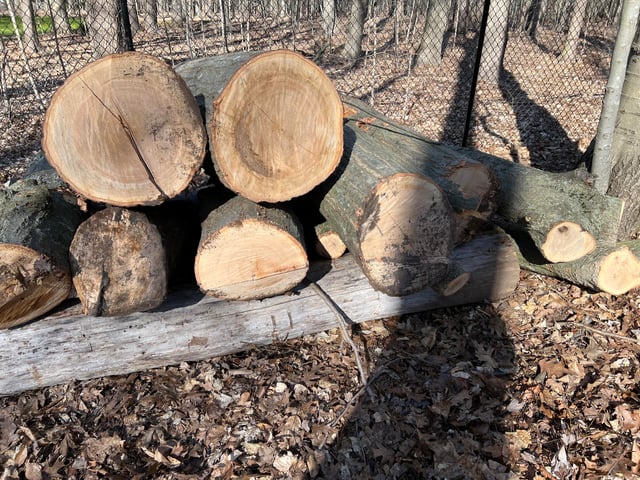 フォレストファイヤ10✖︎5cm 薪拾いはどこでする？違法にならない場所や方法