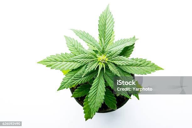 Original Gorilla4 大麻の種子 - Dark Horse Genetics