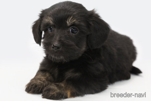 マルックス性格・特徴・人気の毛色から飼いやすさまで徹底ガイドわんちゃんホンポ