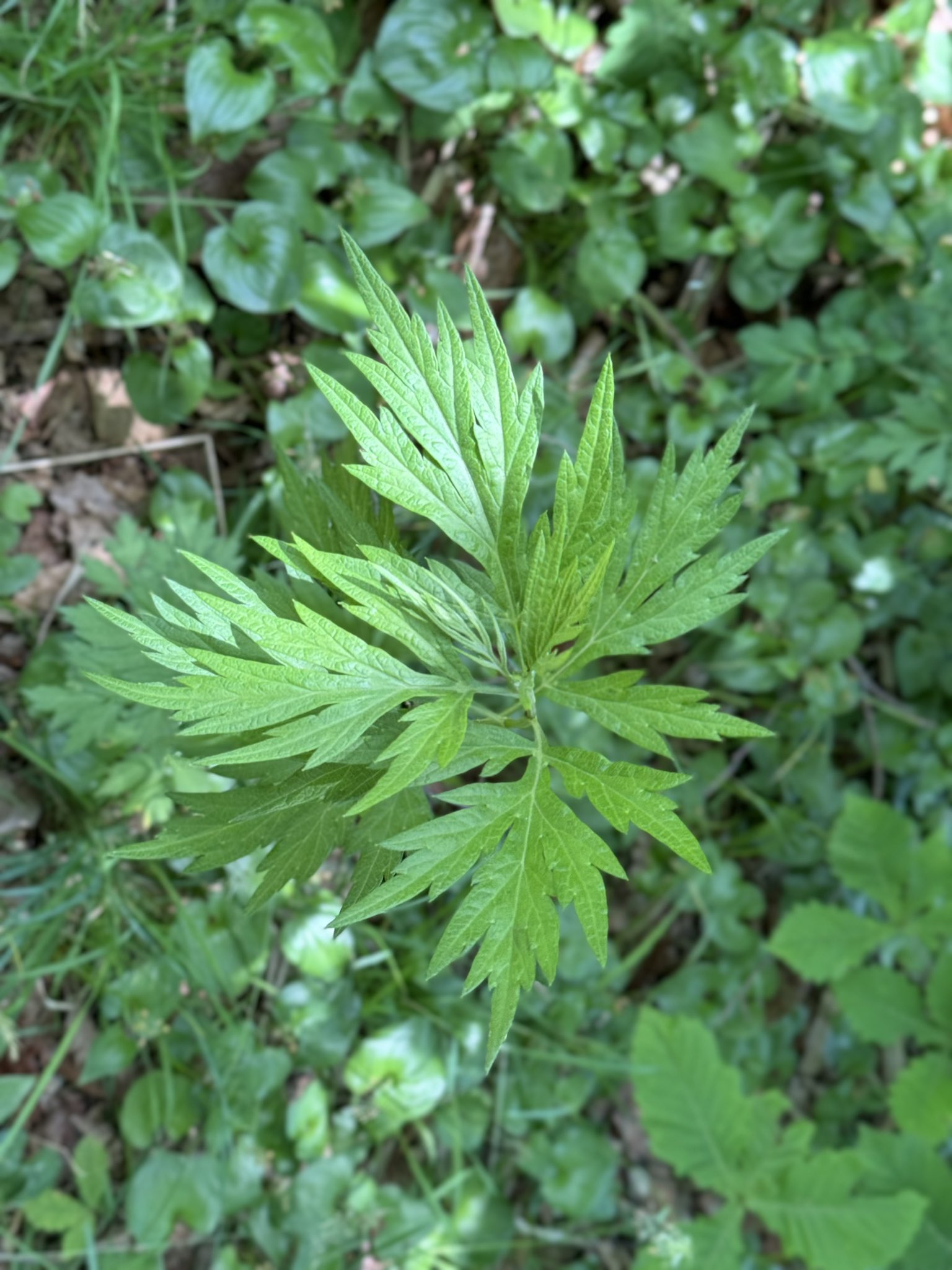 大麻・植えてはいけない「けし」の見分け方函館市