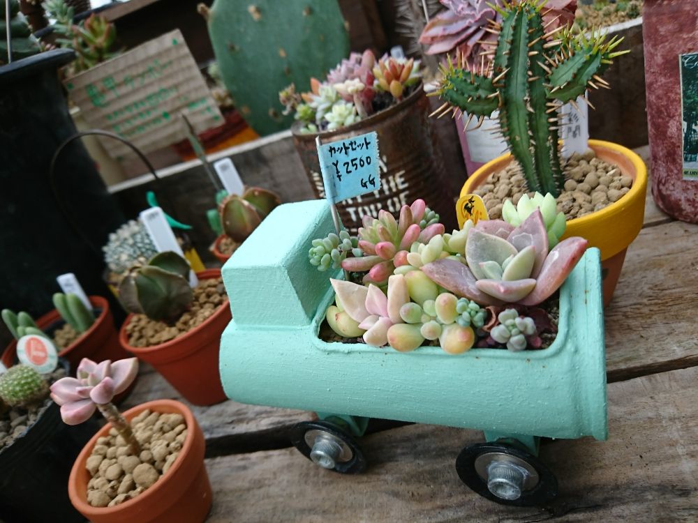 人気レア品種！☆トマト姫 多肉植物 自家栽培 国産 8 26再販多肉植物 美✴︎taniku 通販 15947581Creema クリーマ