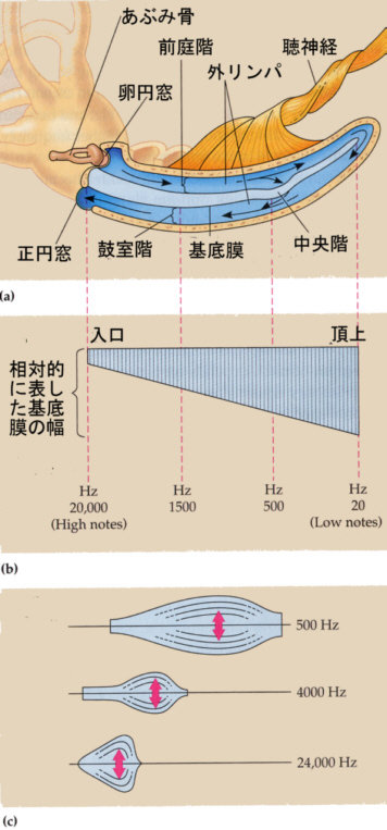 表皮の構造とターンオーバー皮膚の解剖と生理明治通りクリニック