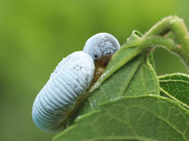 タイワンタケクマバチは竹に穴を開けて巣を作る外来種の蜂！ハチ110番