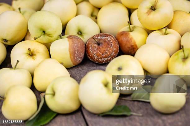 社会福祉法人の組織改革講座〜腐ったリンゴを放置するな