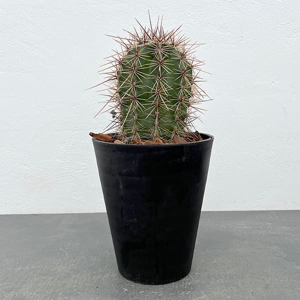 サボテン 弁慶柱