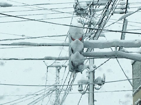 なんで信号機には横型と縦型があるの？道路標識マニア