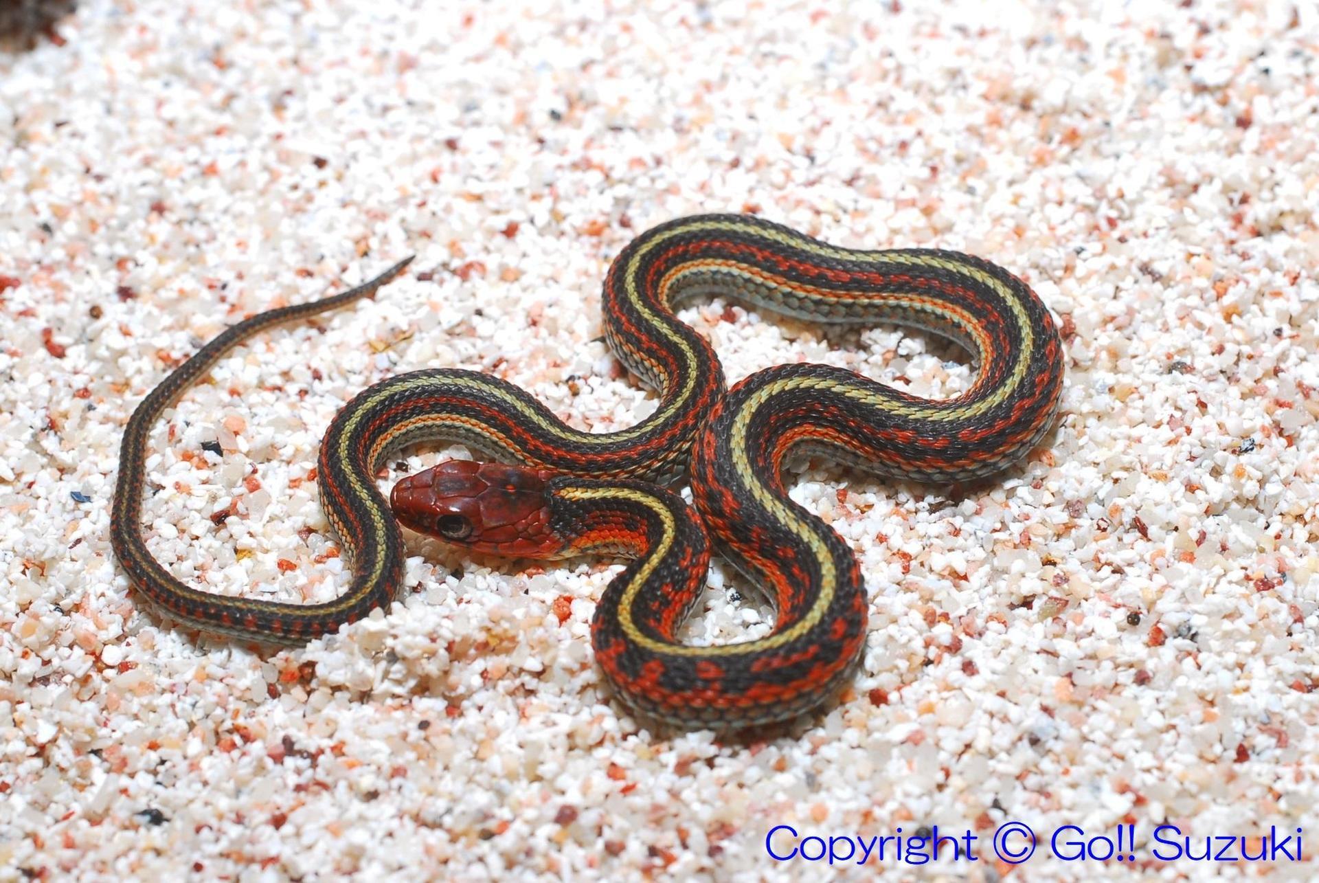 美麗ガーター各種揃ってます！＠みなとペポニ名古屋のペットショップRemix リミックス・ペポニ