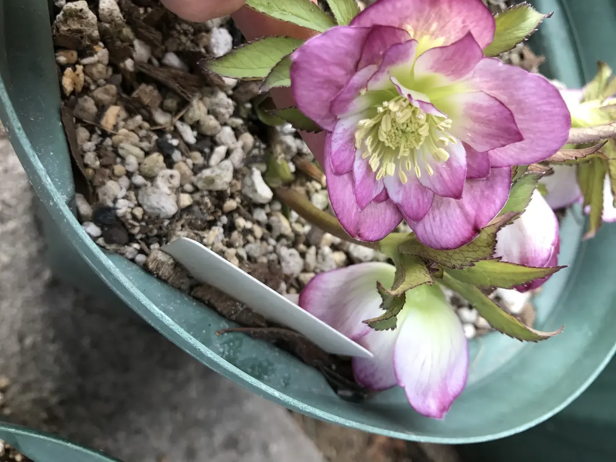 ドーナツ化現象とは？逆になる対義語は？問題点・原因とデメリットを紹介！対策をわかりやすく解説 - SpaceshipEarth スペースシップ・アース SDGs・ESGの取り組み事例から私たちにできる情報をすべての人に提供するメディア