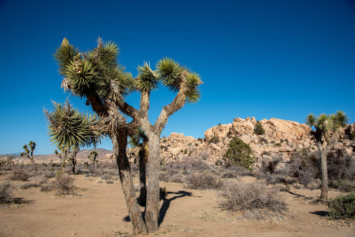 ジョシュア ツリー CA ホテル・宿泊予約が安い