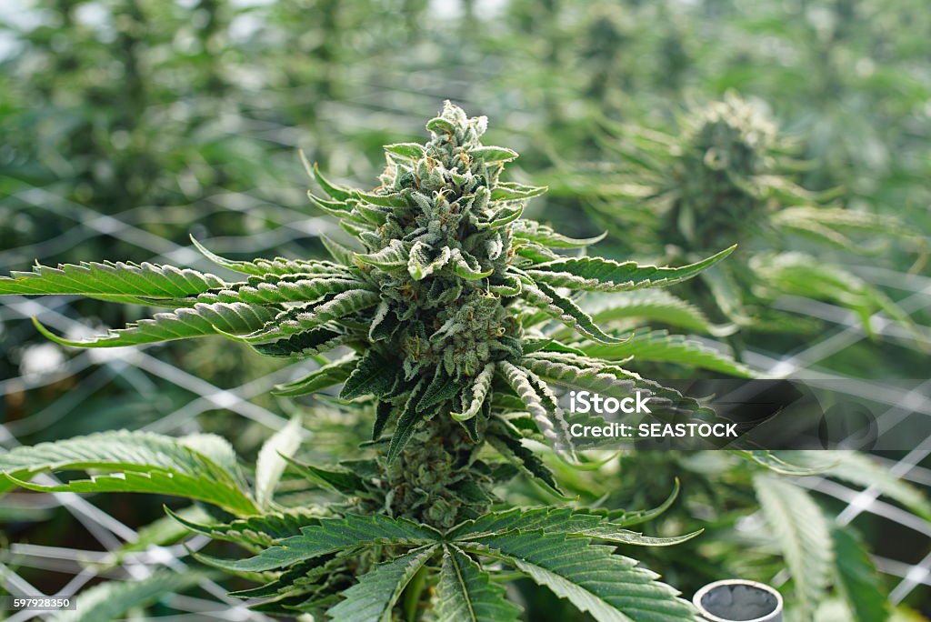 屋内マリファナ農場で成長する大麻のゴリラ接着剤品種 - カンナビスサティバのストックフォトや画像を多数ご用意 - カンナビスサティバ, ガーデニング,クローズアップ - iStock