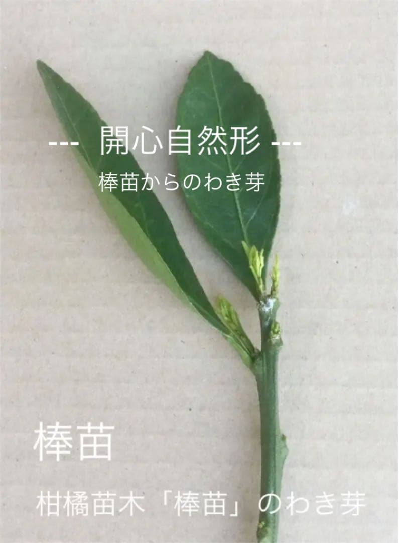 イチジクの剪定 - SUNファーム SUN FARM Inc