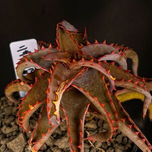 新年セール！アガベロックロウルサンコ札付きG69